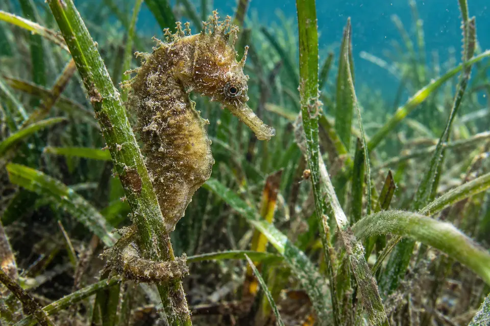 Caballito de mar