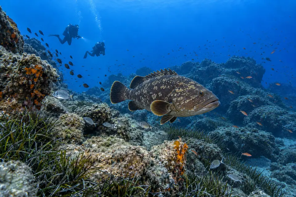 Fondos de Islas Hormigas