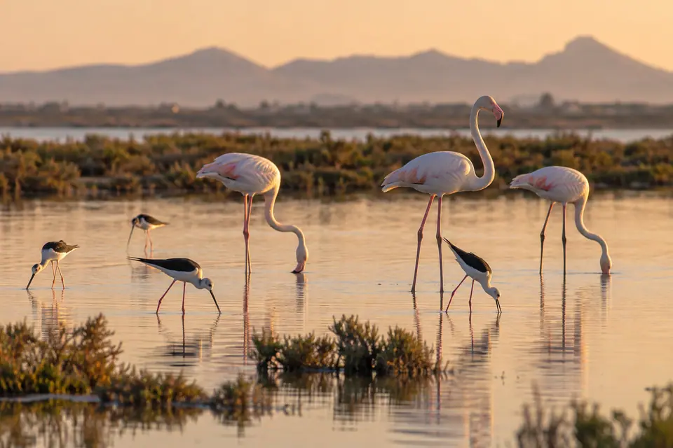 Flamencos en las salinas